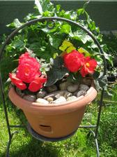 begonia