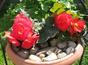 begonia