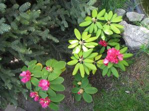 rododendron