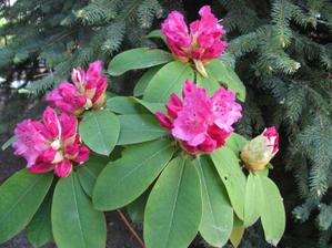 rododendron