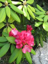 rododendron