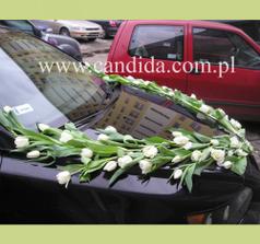 tulipan alebo ...