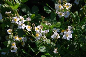 moje nejoblíbenější roztažná a expanzivní rosa multiflora