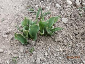 tulipany sa este len dvihaju zo zeme