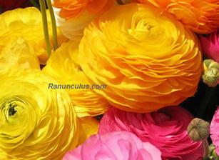 ranunculus...ale bude v bielom:-)