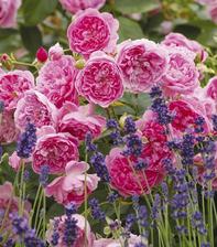 Harlow Carr