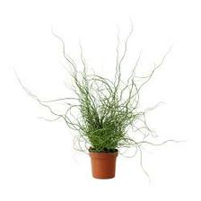 JUNCUS SPIRALIS,79czk, IKEA