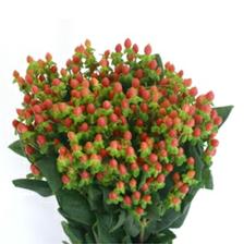 Red Hypercium - třezalka - barva!