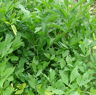 ligurček-vegeta semienka - Obrázok č. 1
