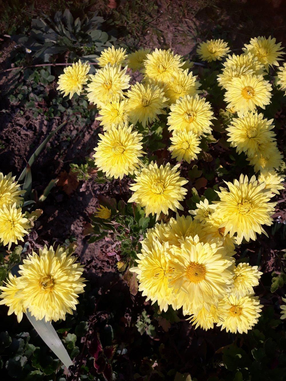 jesenné chryzantémy žlté - Obrázok č. 1