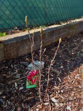 Magnolie ,, Susane,,