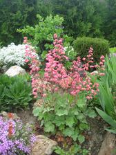 heuchera