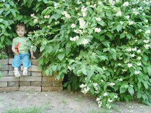 Velkej jasmin