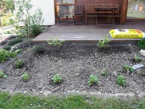 První etapa práce - borůvky a měsíční jahody , pro radost rhododendron keleticum vlevo nad jahodníky...druhá etapa budou vřesy, ale až budou k mání v zahradnictví