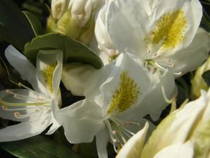 a ještě bílý rhododendron kvete