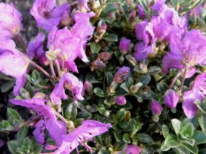 rhododendron keleticum