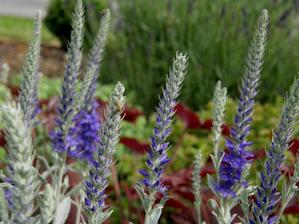 Veronica spicata ssp.incana 'Silver Carpet'