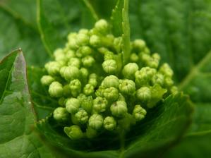 hydrangea teller