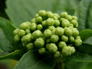 hydrangea macrophylla