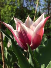 Tulipa Claudia