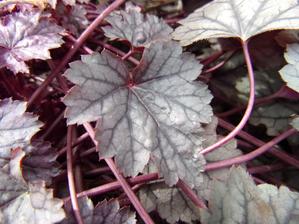 heuchera - o téhle kytce se při rozpuku nedá říct, že už se zazelenala :-)