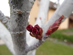 sakura nabírá na květ