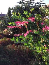 .....tak trochu “srdcová záležitost” - Dicentra spectabilis