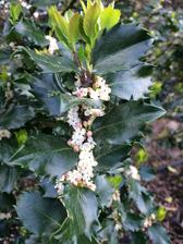 Ilex meserveae ´Blue prince´ cesmína tzv. modrá "samčí"