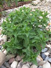 Veronica spicata