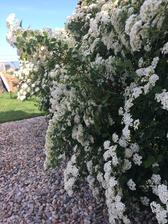 tavolník van Houtteův (Spiraea vanhouttei)