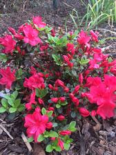 krásné jméno pro Azalku Den Matek ....Rhododendron 'Mother's Day' Japanese azalea Evergreen azalea ' Moederdag' Azalea japonica 'Festa della Mamma'