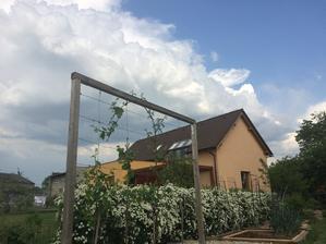 tavolníky a mračna