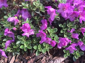 Rododendron keleticum