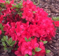 Mothers day