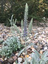 Veronika spicata ´Silber teppich´