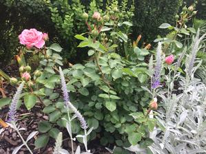 Floribunda