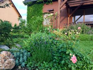 Zleva od kamene pryšec myrtovitý,sedum a před nim levandule, skalničkové chryzantemky pod a okolo růže. Chryzantemky jsem myslím loni dosahovala a řádně se zatáhly.