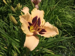 Hemerocalis Bonanza