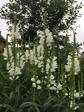Řetězovka virginská/physostegia virginiana alba