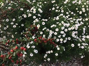 Aster dumosus ´Novo Belgii ´