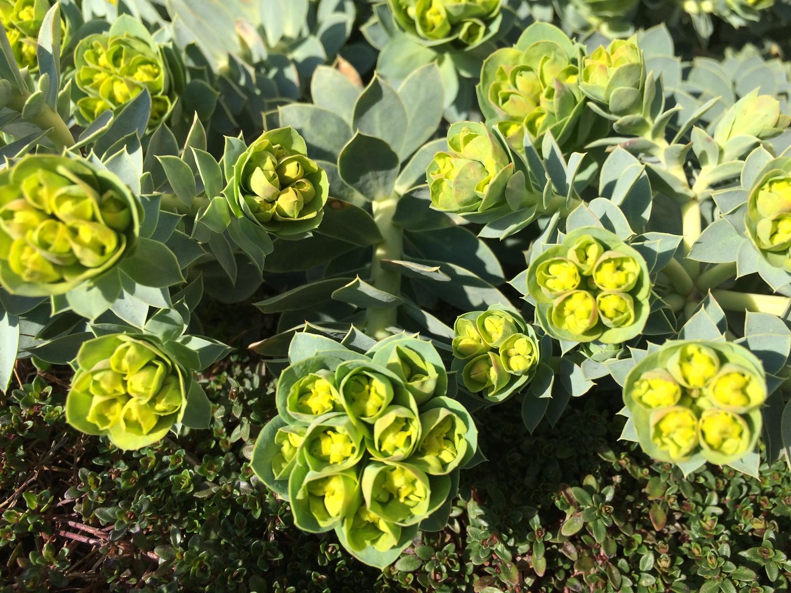 Dům i Zahrada 2019 - Pryšec na jaře má krásnou žlutozelenou barvu