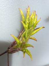 clematis jede