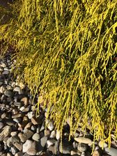 Chamaecyparis pisifera ´Filifiera Aurea Nana´ na sluníčku má krásně žluté “nosy” a v zimě je úžasný do vazeb a věnců... díky paní sousedce ... darovala nám ho před par lety, když začali stavět a museli rušit obsazení zahrady