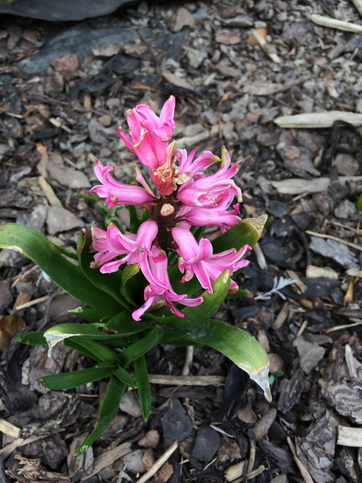 Dům i Zahrada 2019 - první hyacinty vyrašily už ožrané... moc se nehodí je ani fotit ... mrzí mě to