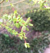 Květ vrby celolisté - Salix integra 'HAKURO-NISHIKI'