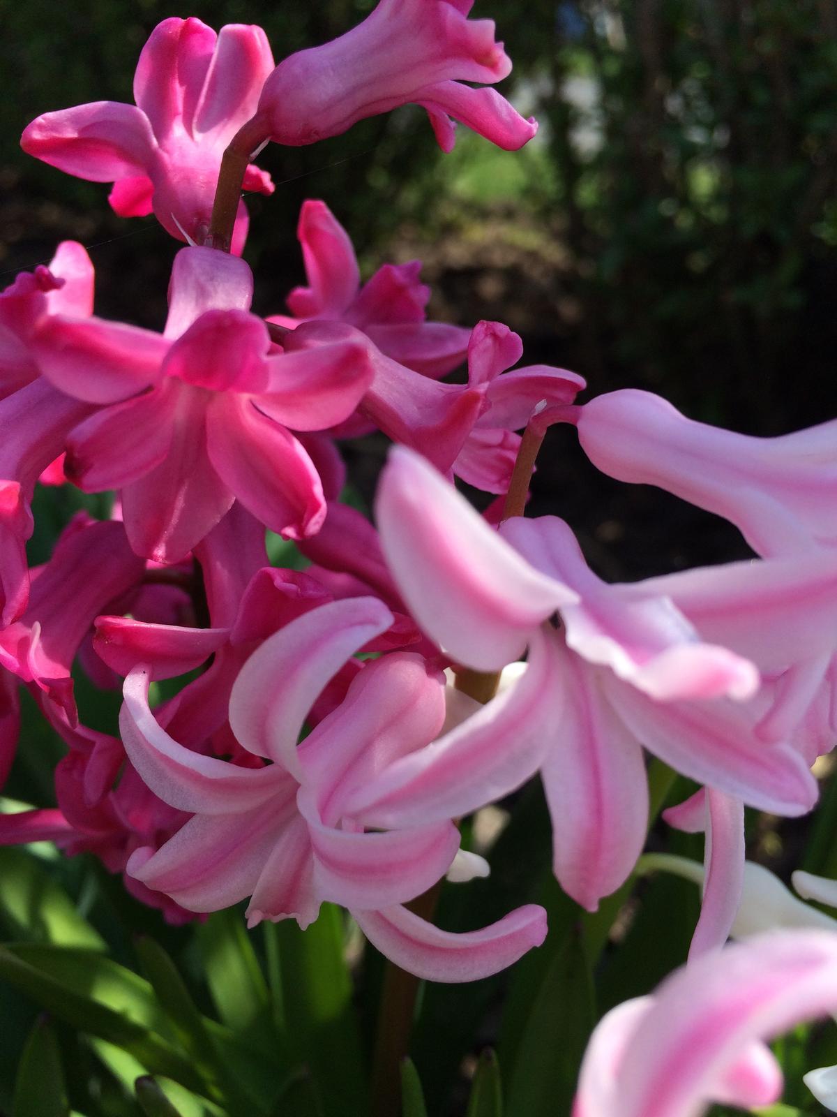 Dům i Zahrada 2019 - Nějak se nemůžu těch hyacintů nabažit