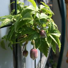 clematis “Markham´ s Pink” taky pokvete