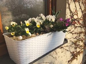 Rozkvetly žluté violky a floxy v truhlíku