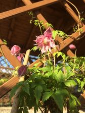 Clematis atragene group ´Markham´ s Pink´ konečně taky rozkvetl