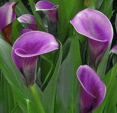 calla regal